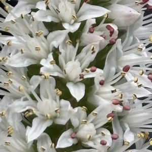 ツメレンゲ,吉祥草,繋がりに感謝✨,バラと夢CLUB,エントランスの画像