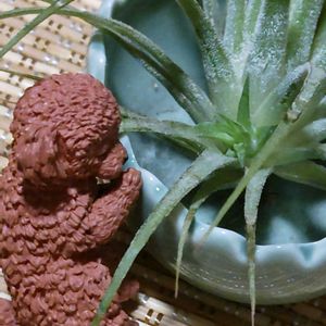 チランジア,子株ちゃん,ワンワン祭り,Juneの会,2020年6月同期No.006の画像