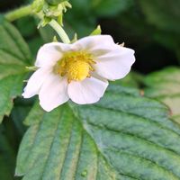 サザンカ,ワイルドストロベリーの画像