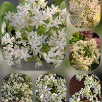 ナンテン,ヤマボウシ,ヤマボウシ, ベンケイソウ,ユーフォルビア.の画像