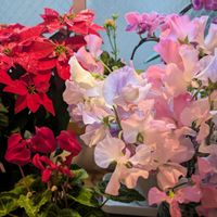 カーネーション,カランコエ,シクラメン,ポインセチア,ポインセチアの画像