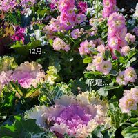 キンギョソウ,ケイトウ,ストック,ハボタン,ビオラの画像