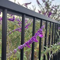 アメジストセージ,アメジストセージ,雪柳（ゆきやなぎ）,免疫力UP,良い睡眠を〜の画像