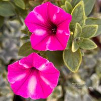 シャコバサボテン,ペチュニア,ペチュニア ラズベリージャム,ピンクの花,素敵便の画像