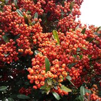 ピラカンサの画像