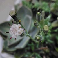 春萌,仙人の舞,高砂の翁,カランコエ プミラ,多肉色々の画像