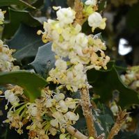 ヒイラギの画像