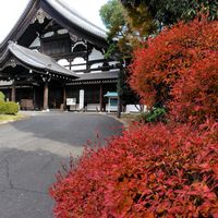 ドウダンツツジ,紅葉（こうよう）の画像