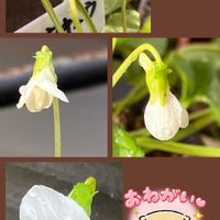 スミレ,しあわせ　スミレ計画❣️の画像