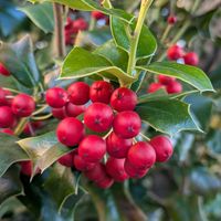 セイヨウヒイラギ,クリスマスホーリー,池堀街道の画像