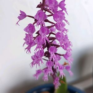 Stenoglottis cv.、ムレチドリ,ピンク組♪,階段/廊下の画像