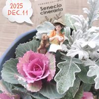 シロタエギク,ガーデンシクラメン,葉牡丹,シロタエギク シルバーダスト,繋がりに感謝✨の画像