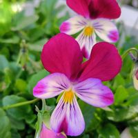 ゼラニウム,バラ,ルビーネックレス,ビオラの画像