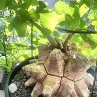 亀甲竜,亀甲竜,塊根植物,コーデックス,ディオスコレア属の画像