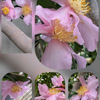 サザンカ,ヒメツルソバ,紅葉,モミジ(紅葉),モミジ(紅葉)の画像