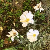 コスモスの画像