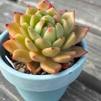 紅葉,エケベリア,多肉植物,黄色,エッジの画像