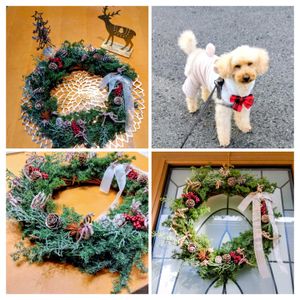 アリッサム,プラチーナ,カンガルーポー,フレッシュ  クリスマスリース,ヒロム杉の画像