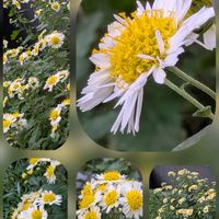 アネモネ,オリーブ,イチョウ,ノジギク,スーパーサルビア•ロックンロールの画像