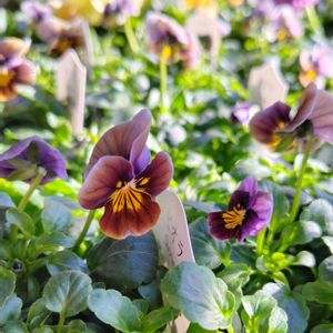 ビオラ,ビオラ フロステッドチョコレート,ヌーヴェル・ヴァーグ,フロステッド チョコレート,hanao ビオラの画像