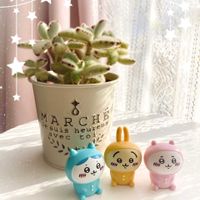 可愛い〜♡,季節の花,咲きました,おきにいり,多肉植物のある暮らしの画像