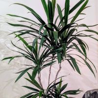 ドラセナ,観葉植物,熱帯植物,botanical lifeの画像