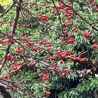 ウメモドキ,クロガネモチの実,トウネズミモチの実,イヌマキの実,花散歩の画像