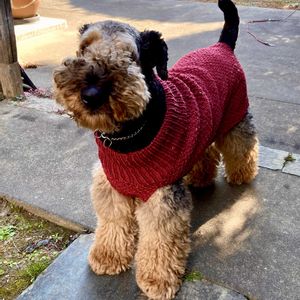 イロハモミジ,シャーロットオースチン,ばら バラ 薔薇,ワンワン祭り,２０２０年５月同期の画像