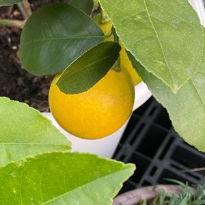 レモン,元気もらえる,ありがとう♡,家庭菜園初心者,家庭菜園の画像