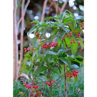 マンリョウ,広い庭の画像