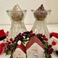 名無しのビオラ,コクリュウ（黒竜）,フォックスリータイム,ヒヤシンス 水耕栽培,ミルフル・アンティークフリルの画像