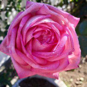 ハンスゲーネバイン,ウエディングベルズ,花壇,手作りの庭,バラ大好きの画像