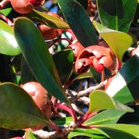 モッコク,モッコクの実,お出かけ先にて,GSに感謝。,植物観察の画像