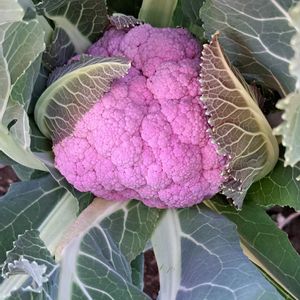 種蒔き,家庭菜園,畑の画像