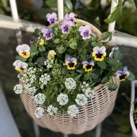 アリッサム,ビオラ,ビオラ・トルニー,ガーデニング,ビオラ・パンジーの画像