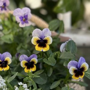 ビオラ,ビオラ・トルニー,ガーデニング,ハンギングバスケット,ビオラ・パンジーの画像