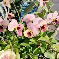 アリッサム,ハボタン,アイビー,ビオラ,ヘリクリサムの画像