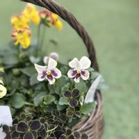 ビオラ,のんのんスミレ,ビオラ のんのんスミレ,園芸店　すがーでん,ガーデニングの画像