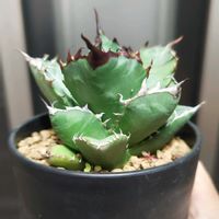 アガベ,アガベ チタノタ,アガベ・オテロイ,アガベ　チタノタ　オテロイ,多肉植物の画像