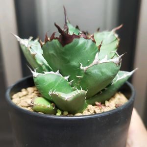 アガベ,アガベ チタノタ,アガベ・オテロイ,アガベ　チタノタ　オテロイ,多肉植物の画像