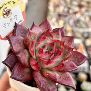 沙羅姫牡丹,ブラッククリスタル,ペンテラ,多肉植物,エケベリア属の画像