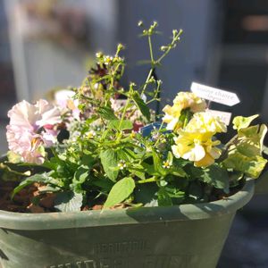 謎の雑草,パンジー ワッフル,パンジーワッフル,寄せ植え,かわいい雑草の画像