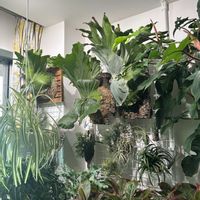 エアープランツ,オリヅルラン,ビカクシダ グランデ,ビカクシダ エレファントティス,ビカクシダ マウントキッチャクードの画像