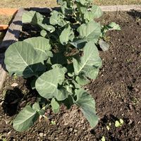 ブロッコリーの画像