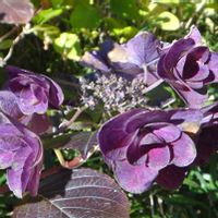 アジサイ,樹木の画像