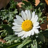 ノースポール,今日のお散歩,歩くの大好き♡の画像