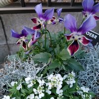 イベリス,イベリス,ペチュニア,椎茸,椎茸の画像