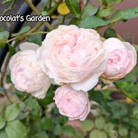 バラ,ホトトギス,ガーデニング,花のある暮らし,バラのある暮らしの画像