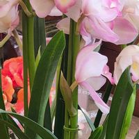 シンビジウムの画像