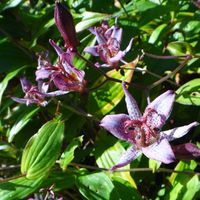 ホトトギス,山野草の画像